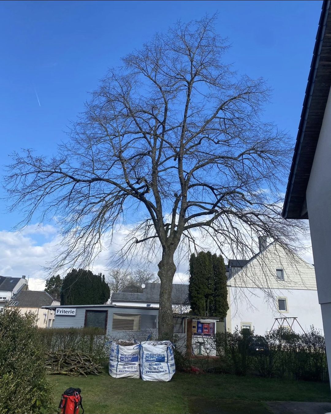 Die Linde nach der Auslichtung, Schnittgut in Säcken verpackt