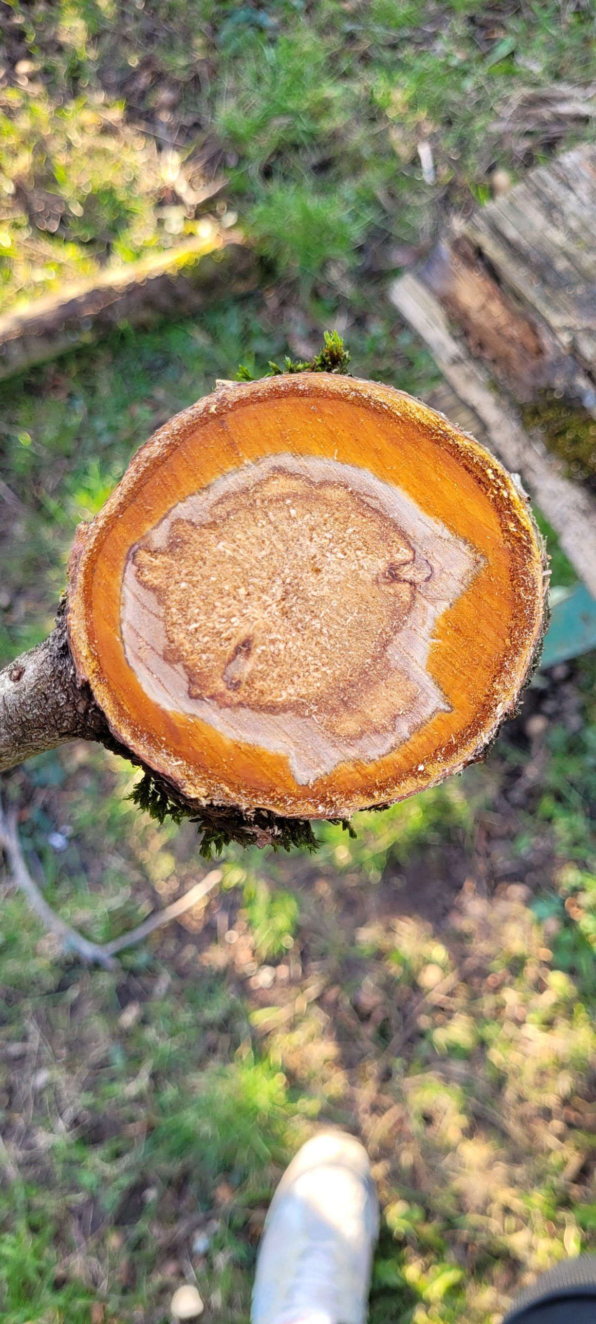 Astscheibe mit Verfärbung im Kern