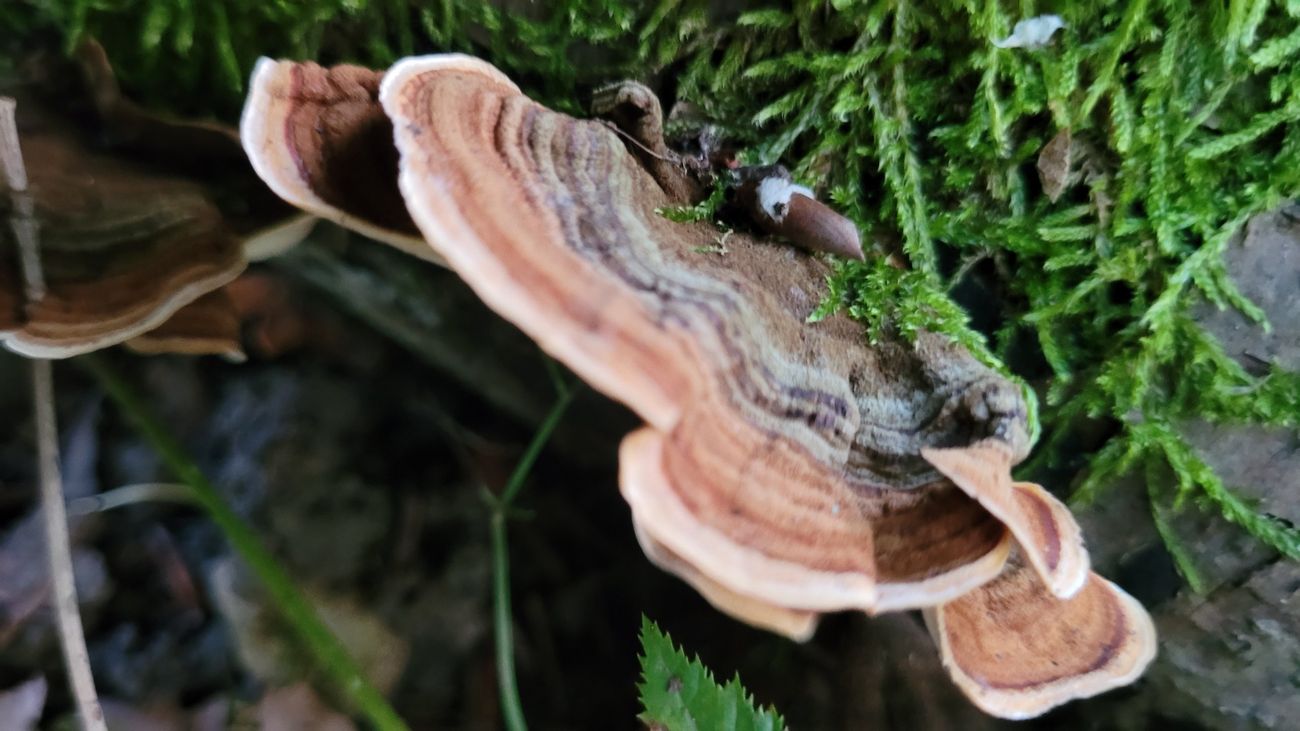 Gezonte Pilzkonsolen auf bemoostem Holz