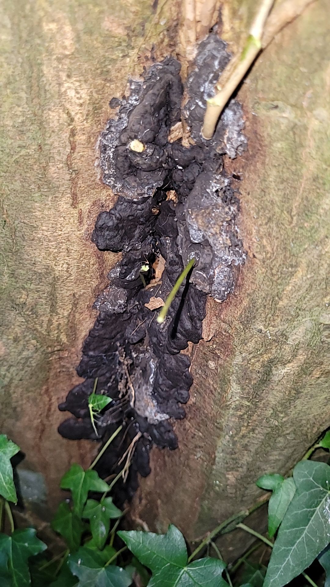 Schwarze Fruchtschicht in einer Stammwunde