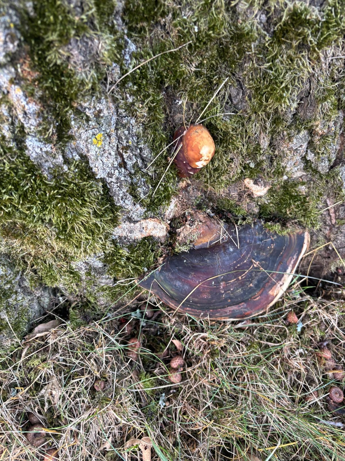 Pilzfruchtkörper an einem alten Kirschbaum