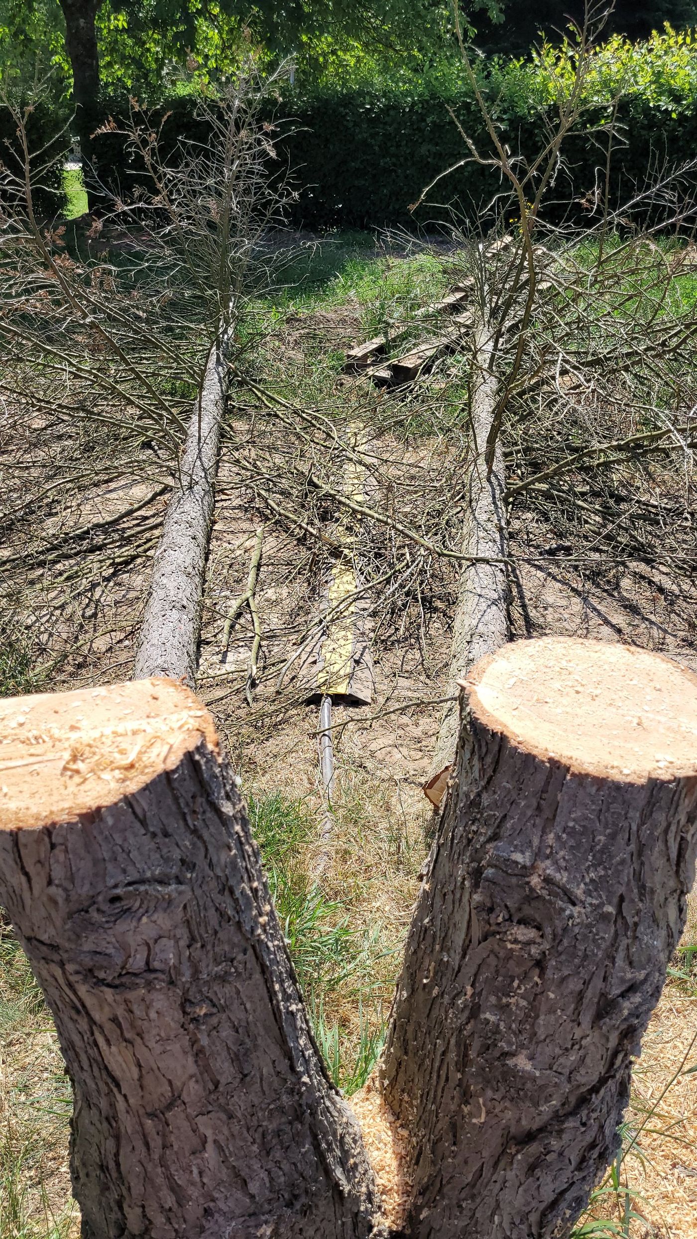 Blick über die Stümpfe auf die abgelegten Stämme