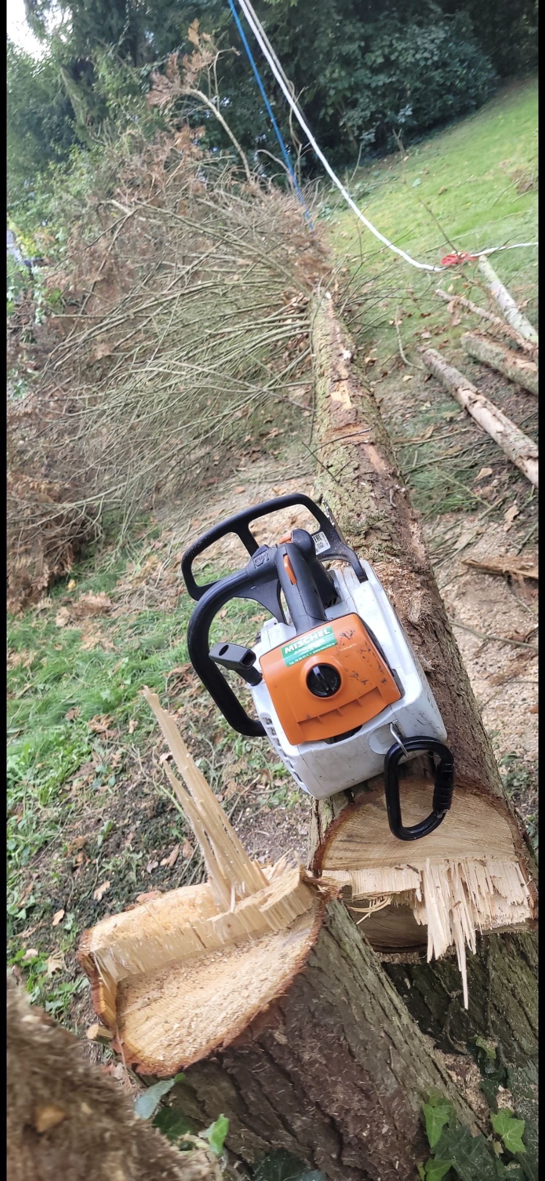 Gefällte Thuja mit Seilzug-Sicherung