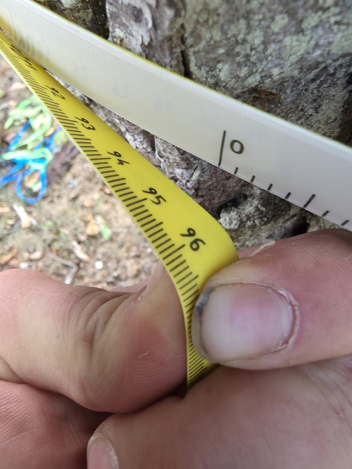Maßband am Stamm, Stammumfang 96 cm in 1 m Höhe