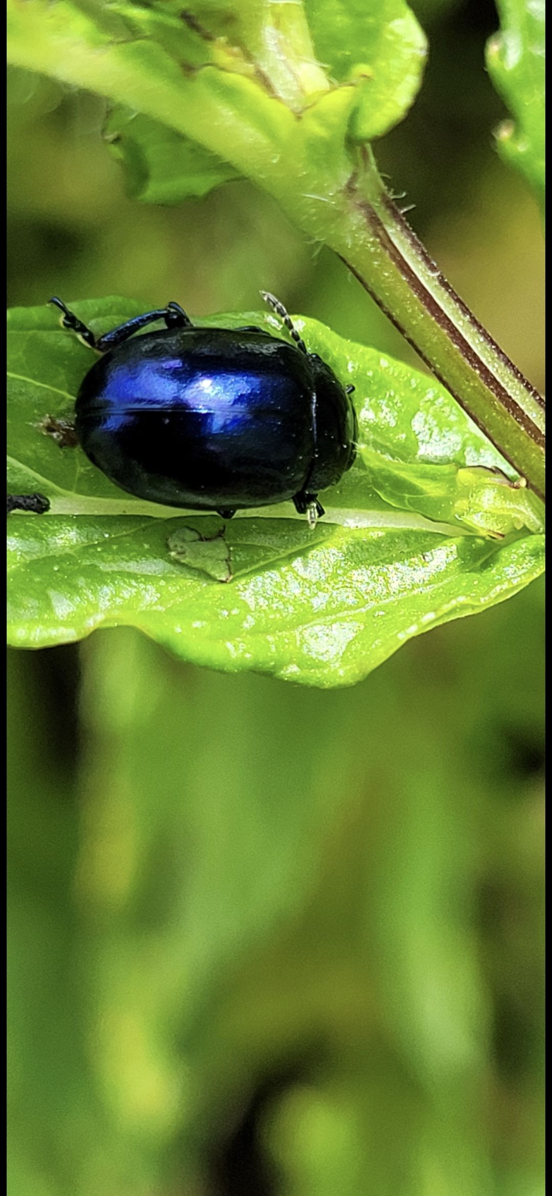 Metallisch blauer Blattkäfer auf einem Blatt