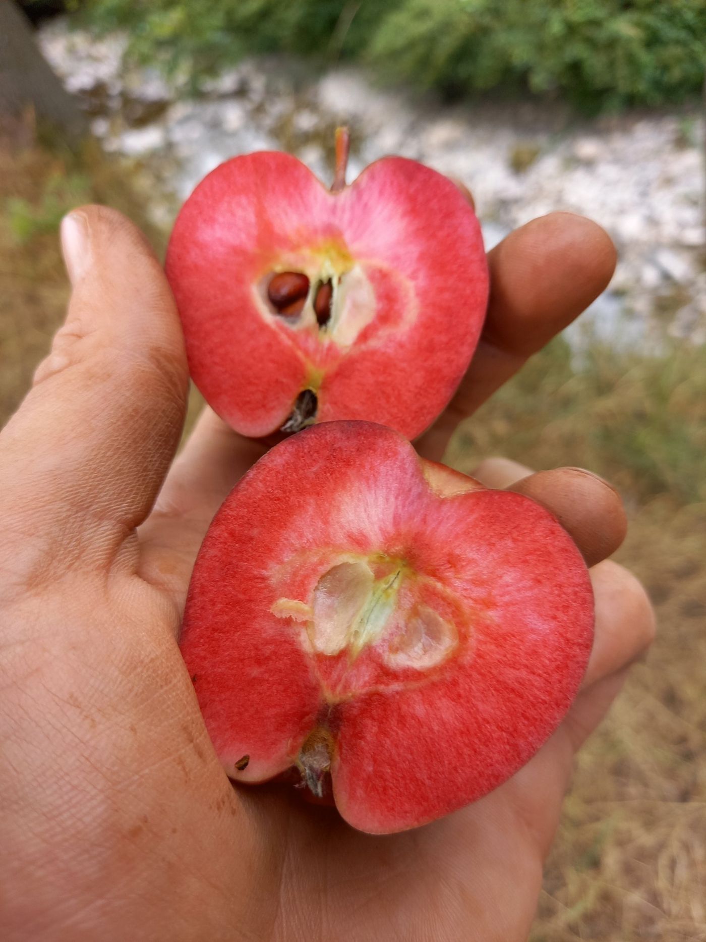 Apfel mit flammenförmiger Zeichnung um den Stiel