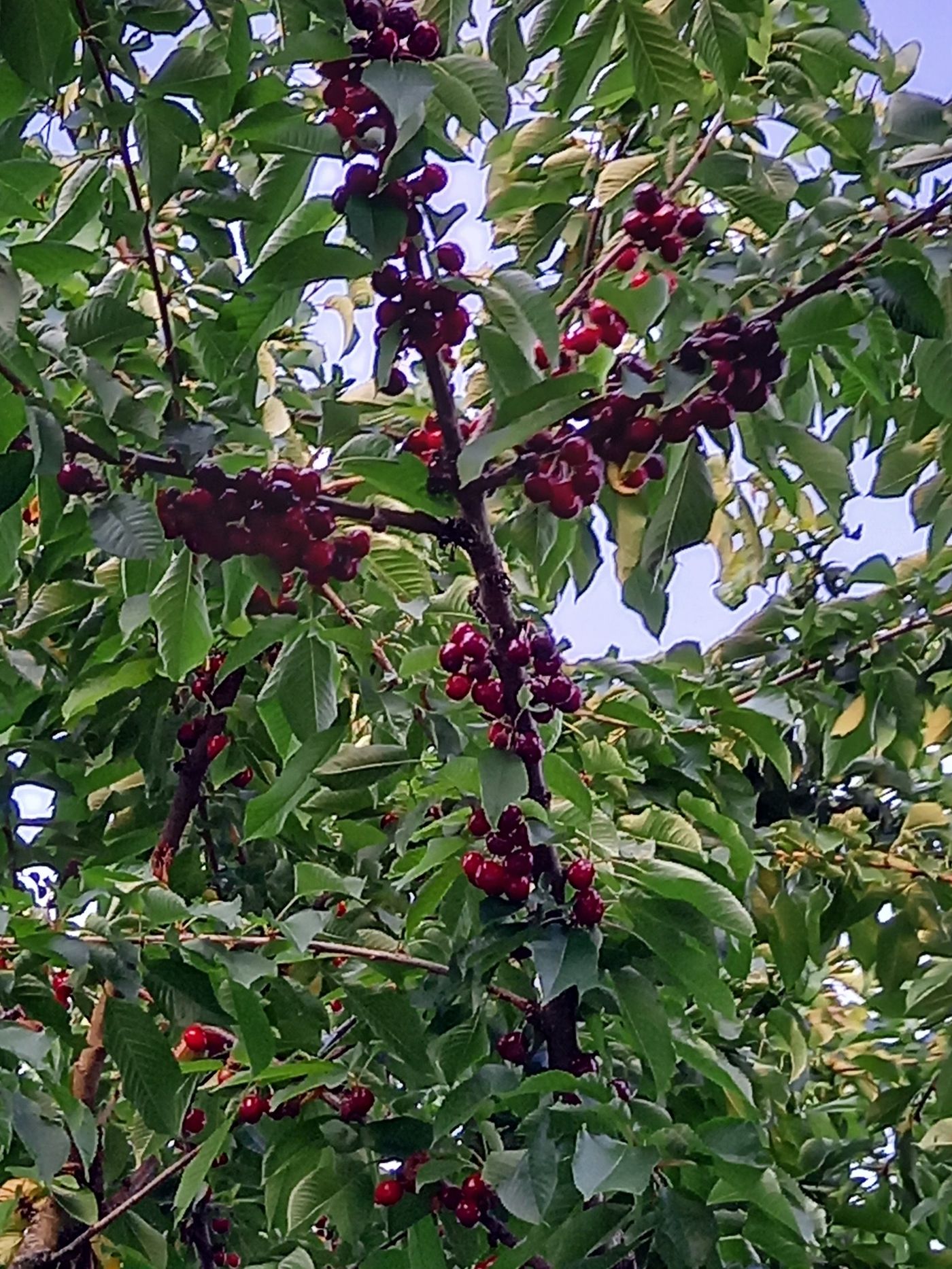 Roter Apfel am jungen veredelten Baum