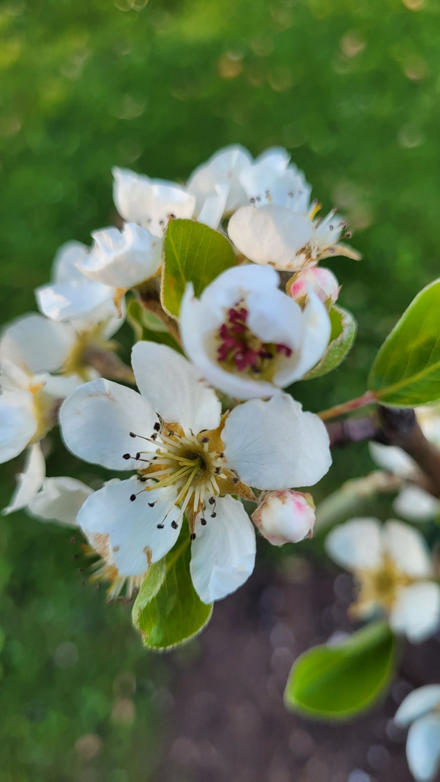 Birnenblüte