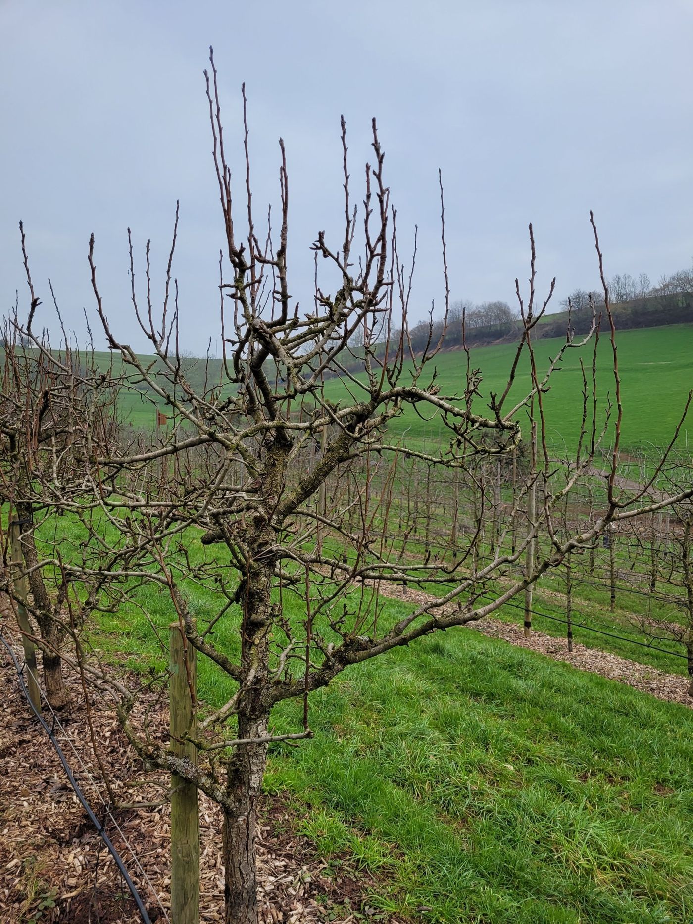 Rot blühende Erdbeere