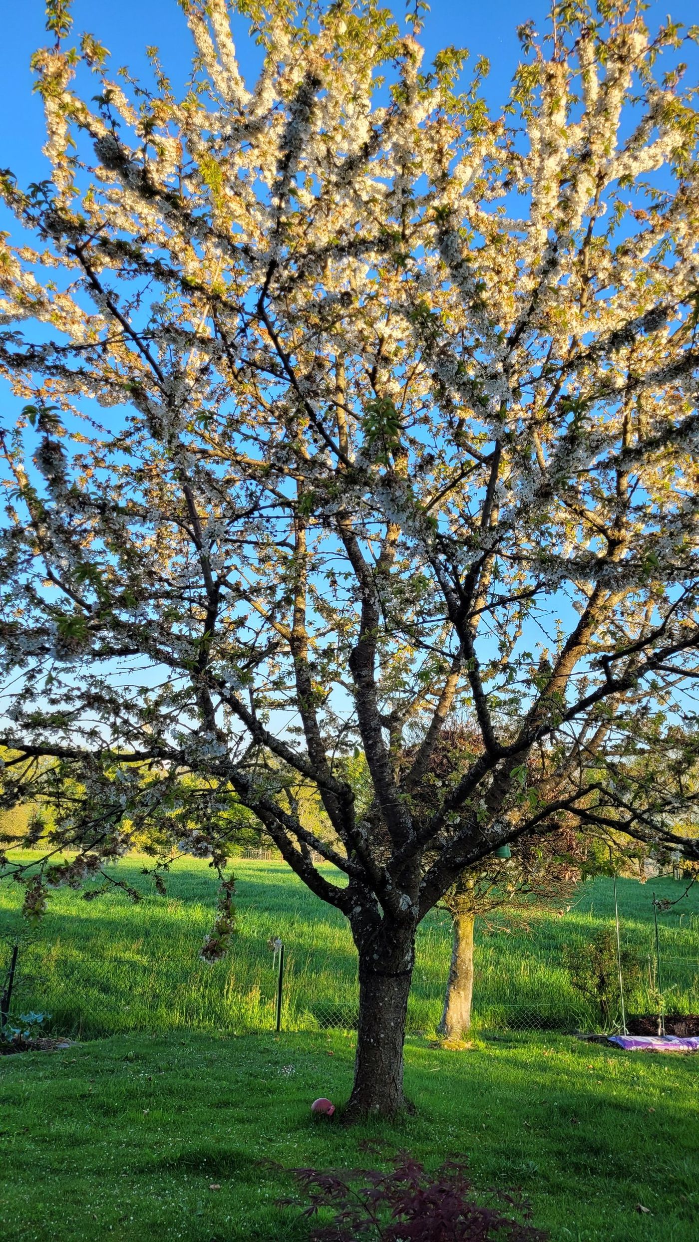 Blühender Kirschbaum im Abendlicht