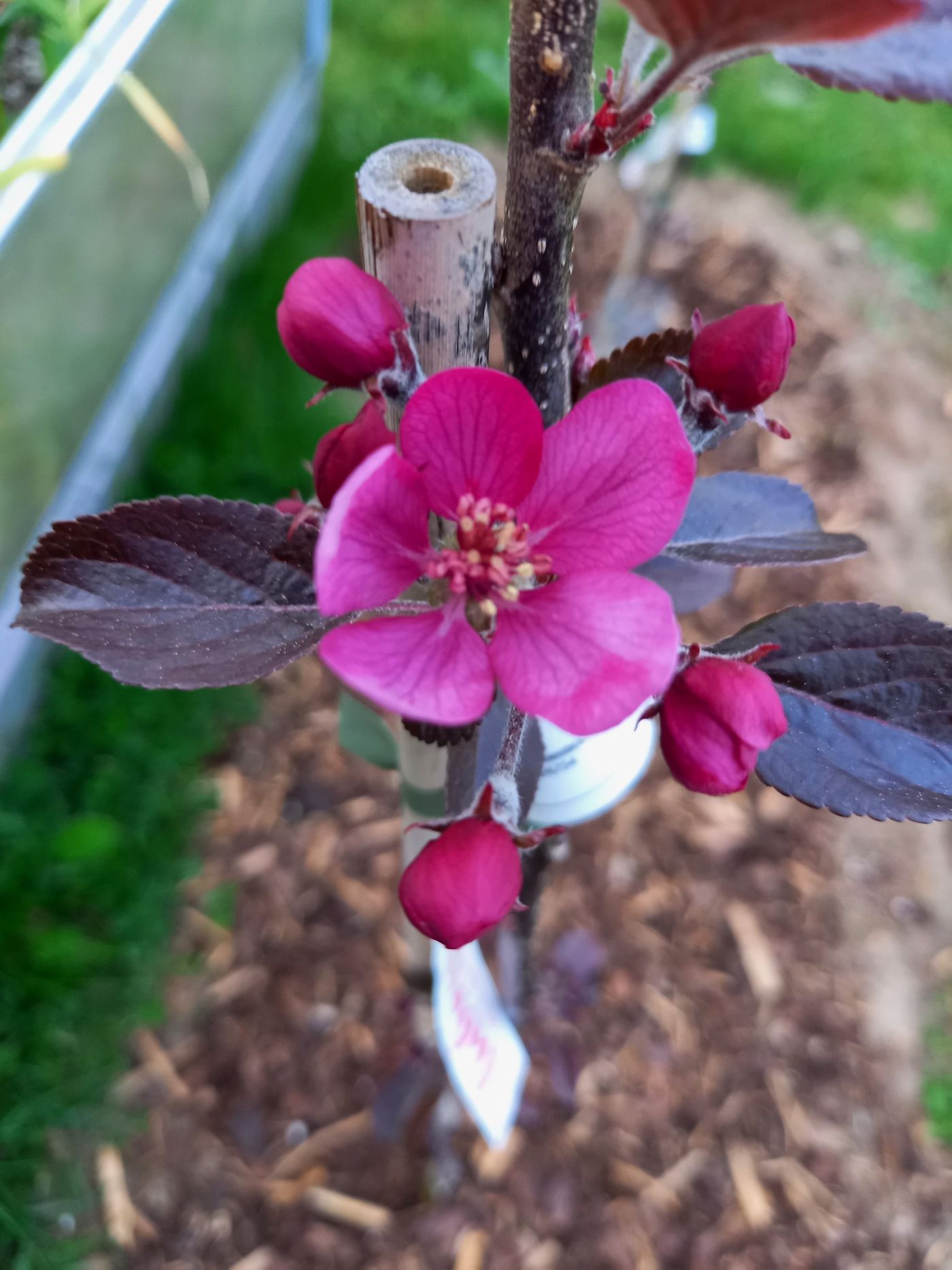 Aufgeschnittener rotfleischiger Apfel in der Hand