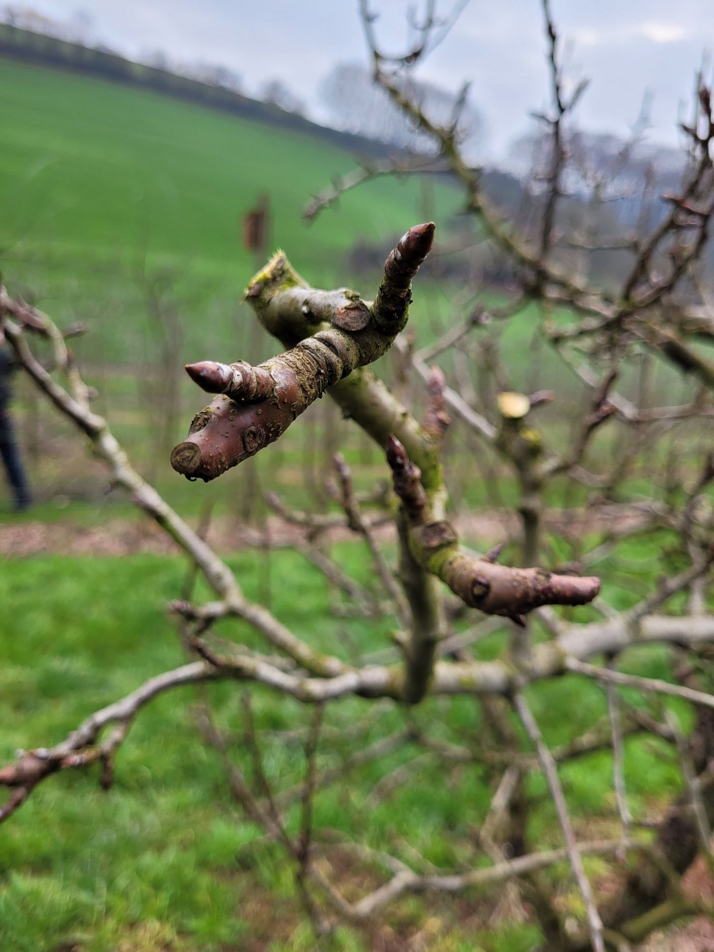 Spindelbaum nach dem Winterschnitt