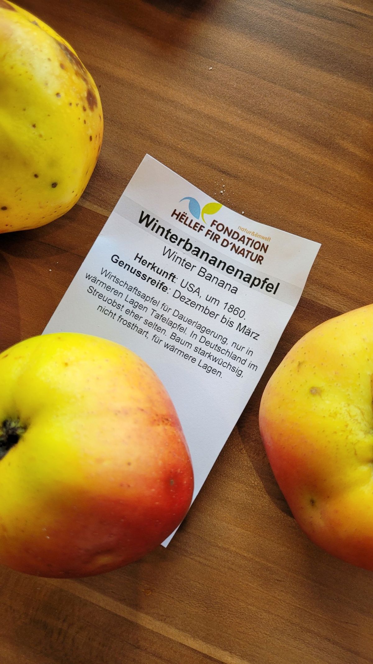 Winterbananenapfel mit Sortenschild