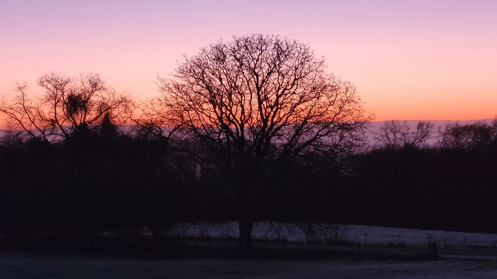 Kahler Walnussbaum vor dem Morgenhimmel im Winter