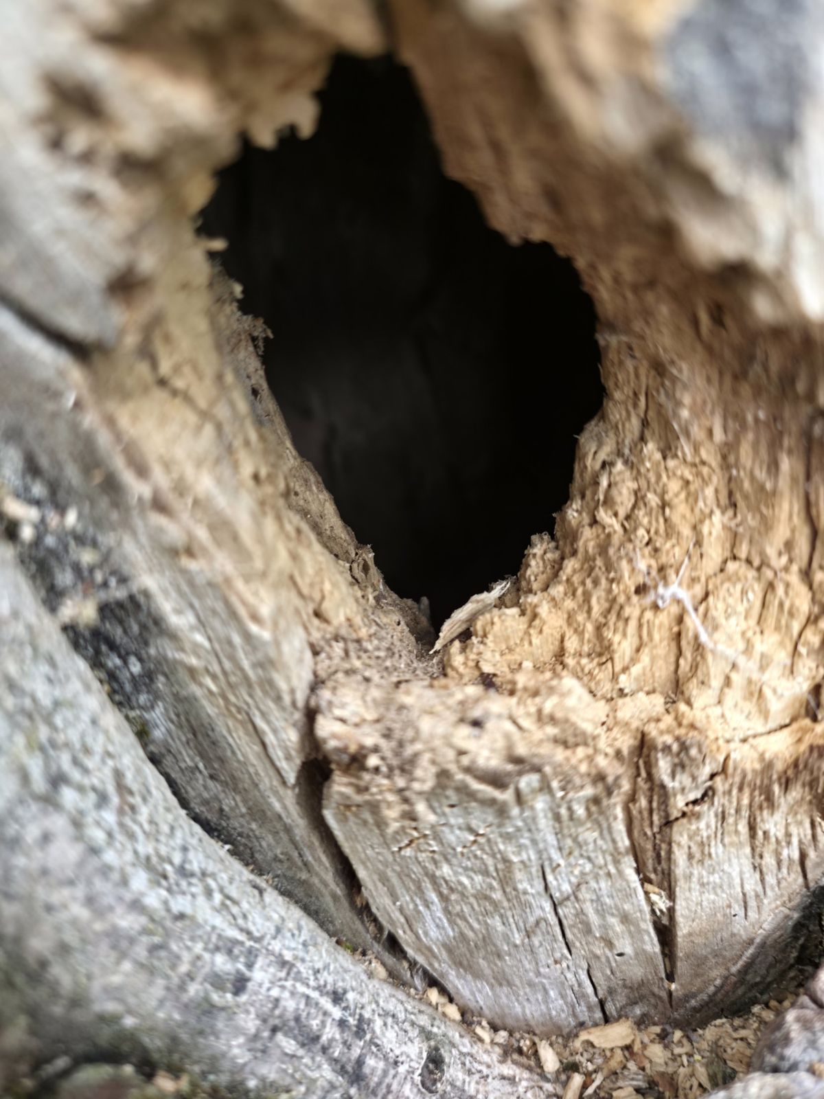Blick in die Stammhöhle – zersetztes Holz