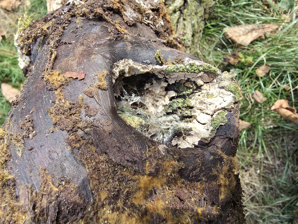 Pilzmyzel im abgesägten Holz